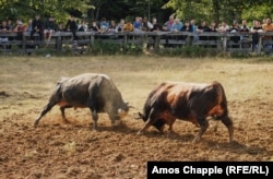 Spectators watch two bulls grapple at the 251st Grmecka Korida Bullfight near Ostra Luka, Bosnia-Herzegovina, in August. (Amos Chapple, RFE/RL's Central Newsroom)