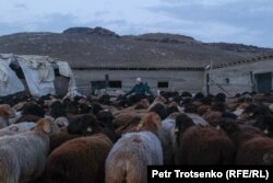 Maryam, a Kazakh shepherd, attends to a flock of sheep in a remote corner of the Kazakh steppe on February 3. (Petr Trotsenko, RFE/RL's Kazakh Service)