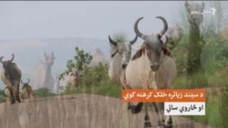 د سيند ترپارکر کليوال ژوند