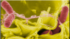 Moldova, salmonella