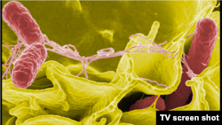 Moldova, salmonella