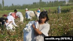 Пахтачинии кӯдакон дар Узбекистон. Акс аз соли 2011