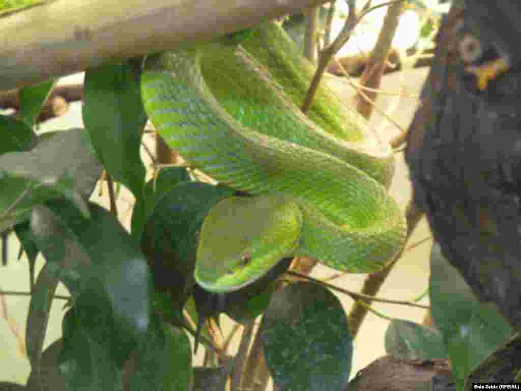 A green pit viper