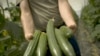 Germans Still Tracking Deadly E. Coli