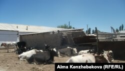 O‘zbekistonda chorva mollarining yuqumli kasalliklar bilan kasallanishi kuzatilib turadi.