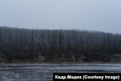 Сгоревшая тайга вдоль реки Вилюй. Фото: Марина Сычева