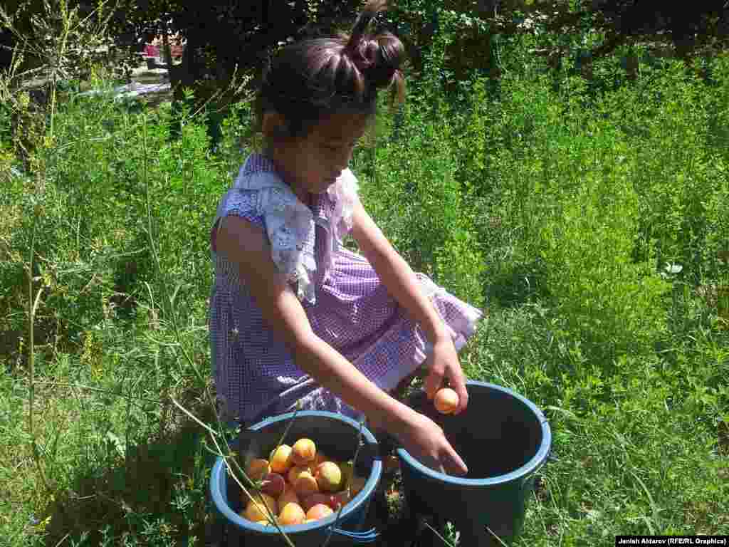 Базарда быйылкы жылы өрүктүн баасы өткөн жылга салыштырмалуу эки-үч эсе жогору бааланууда. 