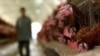 EU Ministers Discuss Bird Flu