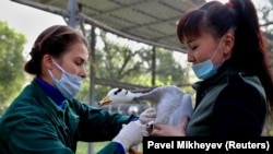 Kazakh zookeepers vaccinate a goose at a zoo in Almaty in September.