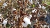 Uzbekistan - cotton harvest in Samarkand region, 19 September 2015