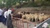 Нохчийчоь. ГIурба