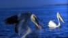 Government Expands Protection Of Steppes